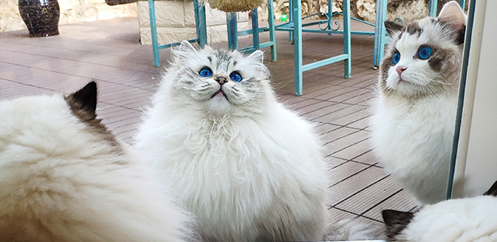 西安时尚CAAC伴侣猫宠物级美容洗护培训班