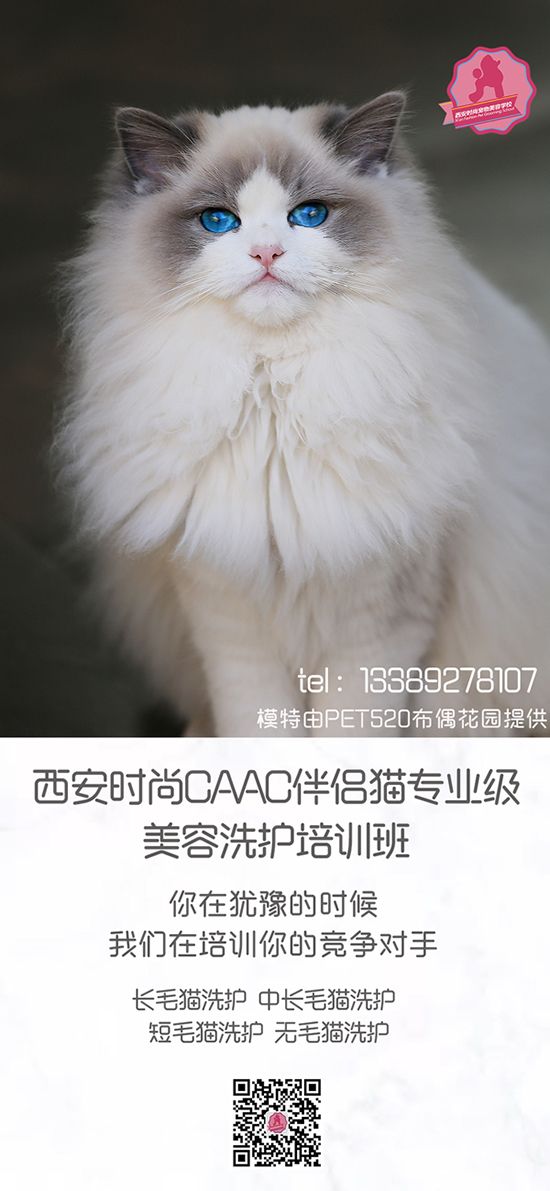 西安时尚CAAC伴侣猫专业级美容洗护培训班(图7)